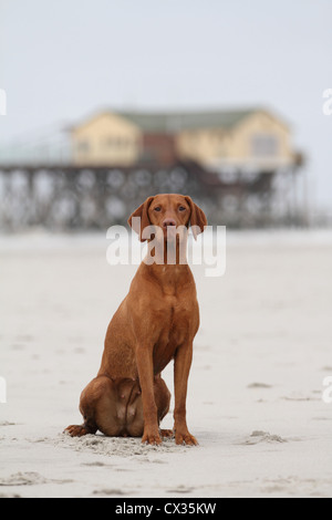 kurzhaarigen Magyar Vizsla Stockfoto