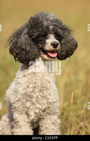 Miniatur Pudel Porträt Stockfoto
