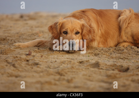 Golden Retriever liegend Stockfoto