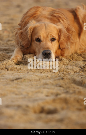 Golden Retriever liegend Stockfoto