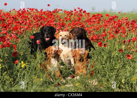 5 Hunde Stockfoto