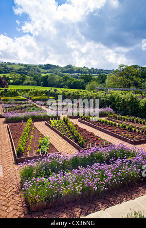 Schnittlauch Blumen in den Gemüsegarten an der Holt-Bauernhof-Bio-Garten, Blagdon, North Somerset, England, UK Stockfoto