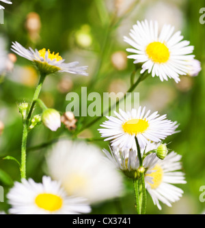 Weißen Kamille auf Sommerwiese mit unscharfen Hintergrund Stockfoto