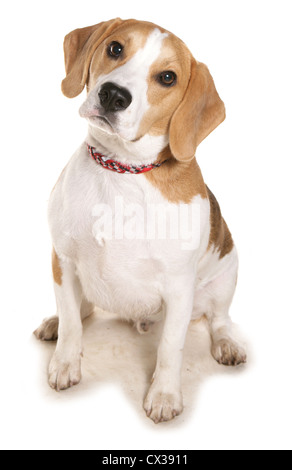 Beagle alleinstehende Erwachsene sitzen in einem Studio UK Stockfoto