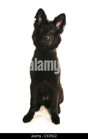 German Shepherd Dog Single Juvinile sitzt in einem Studio UK Stockfoto