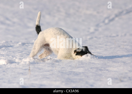 Parson Russell Terrier Stockfoto