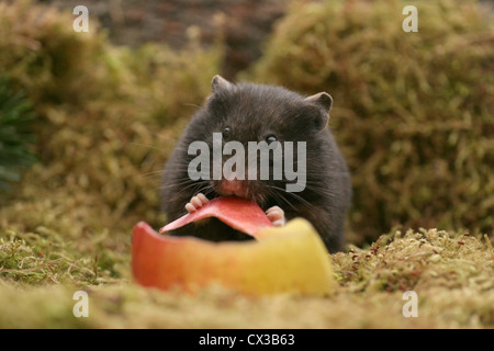 Hamster Stockfoto