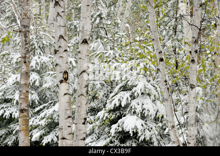 Birken und Fichten Bäume im Schneesturm, Greater Sudbury, Ontario, Kanada Stockfoto