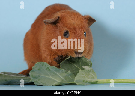 Guinea pig Stockfoto