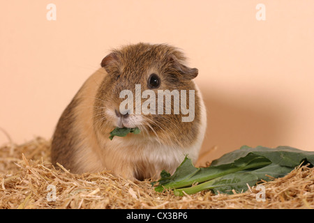 Guinea pig Stockfoto