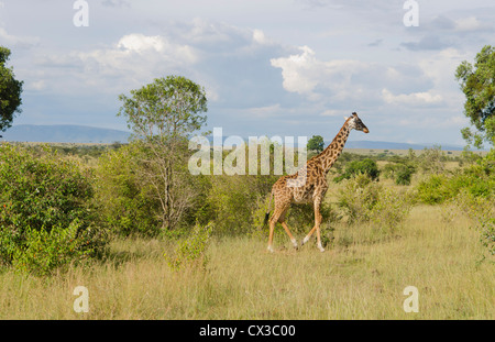 Ngorongoro Conservation Park Tansania Afrika Giraffe Essen von den Bäumen im wilden Ngorongoro-Krater Stockfoto