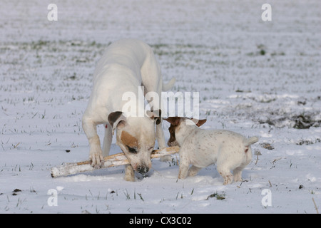 Amerikanischer Staffordshire-Terrier & Jack-Russell-Terrier Stockfoto