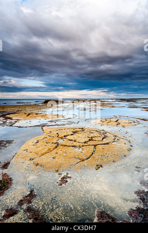 Schild-Riffe gegen Bay, in der Nähe von Whitby Stockfoto