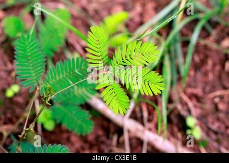 Die Note, die mir nicht Pflanzen Stockfoto