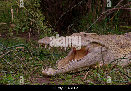 Arba Minch Lake Chamo Äthiopien Afrika Krokodile im Crocidile Markt im Wasser gefährlich, Reptilien Stockfoto