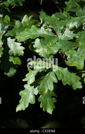 Eichenlaub in halb großaufnahme, schwarz glänzende Sonnenlicht Hintergrund Stockfoto