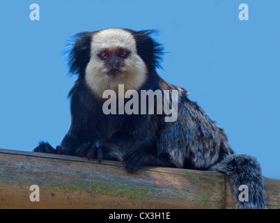 Geoffroys Marmoset/weiße Leitung Marmoset (Callithrix Geoffroyi) Stockfoto