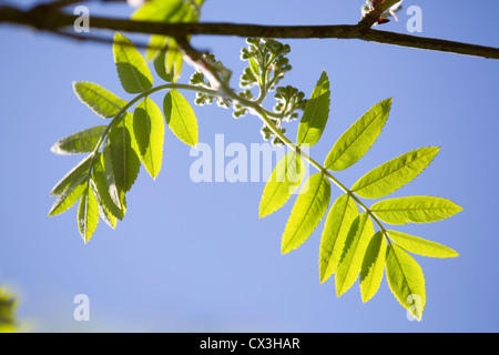 Rowan Blätter; Sorbus Aucuparia; Licht durch die Blätter; UK Stockfoto