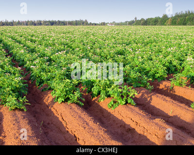 Ein am frühen Morgen Blick auf einem Kartoffel-Bauernhof im ländlichen Prince Edward Island, Kanada mit Reihen von Kartoffeln in voller Blüte. Stockfoto