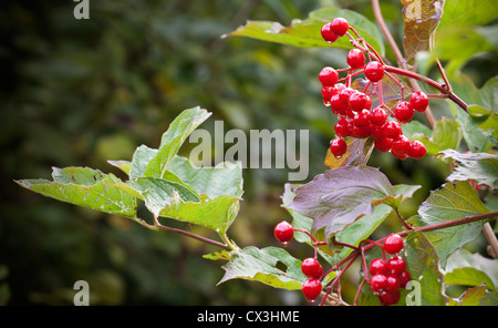 Rot Viburnum Beeren aus dem Busch-Zweig Stockfoto