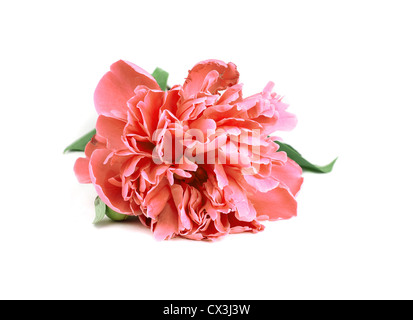 Eine rosa Pfingstrose mit auf weißem Hintergrund Blätter Stockfoto