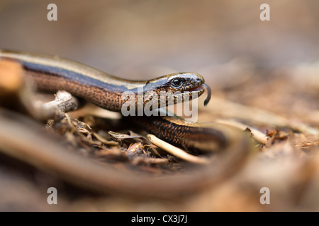 Blindschleiche; Geschiedenen Fragilis; VEREINIGTES KÖNIGREICH; Sommer; Zunge streichen Stockfoto