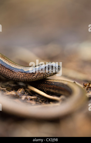 Blindschleiche; Geschiedenen Fragilis; VEREINIGTES KÖNIGREICH; Sommer Stockfoto