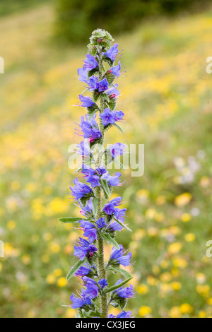 Viper's Bugloss, Fontmell Down, Dorset UK, Juni 2012 Stockfoto