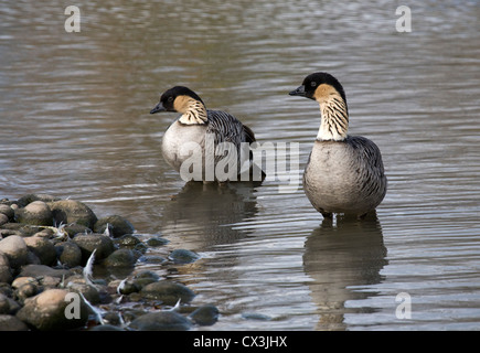 Paar von Hawaiian Gänse, auch bekannt als Nene, Slimbridge Wildfowl and Wetlands Trust, Winter 2011 Stockfoto