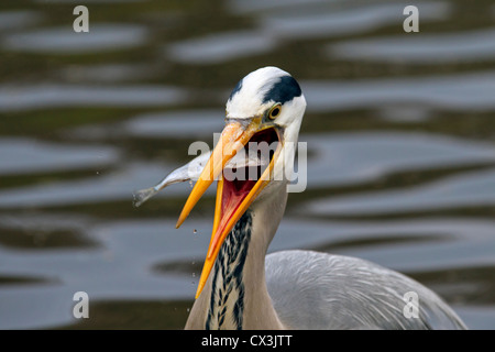 Graureiher (Ardea Cinerea) schlucken gefangenen Fisch im Schnabel, Deutschland Stockfoto