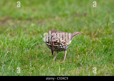 Singdrossel (Turdus Philomelos) Essen Regenwurm auf Rasen im Garten, Deutschland Stockfoto