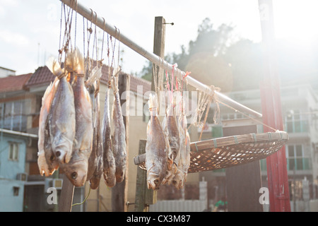 Gesalzene Fische unter Sonnenlicht Stockfoto