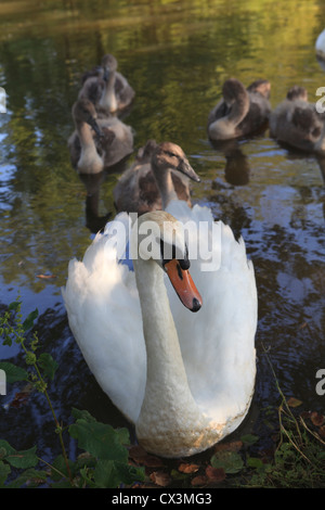 Höckerschwan mit cygnets Stockfoto