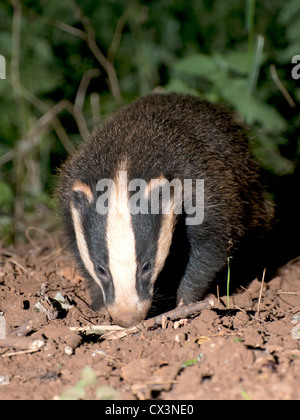 Eine Futtersuche Cub Dachs (Meles Meles) Stockfoto