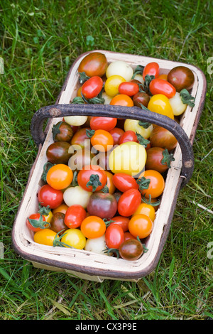 Lycopersicon Esculentum. Vielzahl von frisch gepflückten Tomaten in eine hölzerne Trug auf dem Rasen. Stockfoto