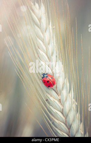 Niedliche Marienkäfer auf einem sprunghaften Anstieg in einem Weizenfeld Stockfoto