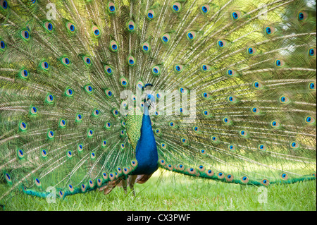 Pfauenfedern display Stockfoto