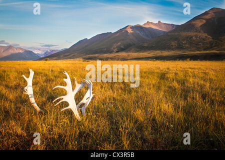 Ein Schädel ein Bull-Karibu (Rangifer Tarandus) sitzt in der Tundra in Gates of the Arctic National Park, Alaska, USA. Stockfoto