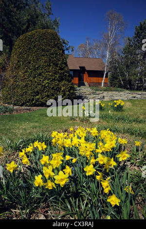 Heimgärten im frühen Frühling-Narzissen und Haus, Greater Sudbury, Ontario, Kanada Stockfoto