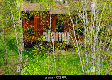 Heimgärten im frühen Frühling - Holzhaus durch Birken-Laub, Greater Sudbury, Ontario, Kanada Stockfoto