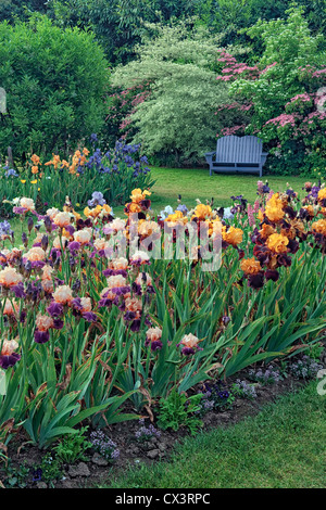 Die Frühjahrsblüte im Schreiner Iris Display Garden ist ein unvergesslicher Anblick in Oregon des Marion County. Stockfoto