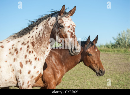 Gespann Appaloosa Tiger Stockfoto