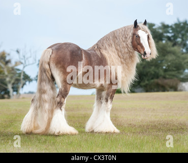 Gypsy Vanner Horse Hengst Stockfoto