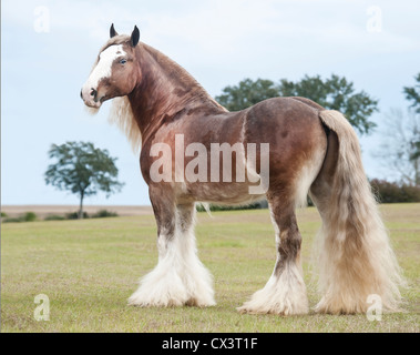 Gypsy Vanner Horse Hengst Stockfoto