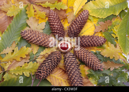 Tannenzapfen und Herbstlaub Stockfoto