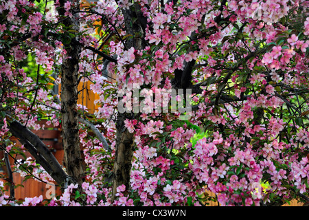 Blühenden Holzapfel in voller Blüte, Greater Sudbury, Ontario, Kanada Stockfoto