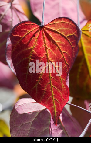 Sonne scheint durch die Blätter der Cercis Canadensis 'Forest Pansy'. Stockfoto