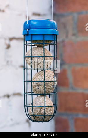 Vier Talg Meisenknödeln in einem Feeder gegen eine alte Mauer. Stockfoto