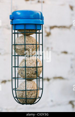 Vier Talg Meisenknödeln in einem Feeder gegen eine alte Mauer. Stockfoto