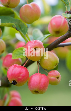 Malus "Crittenden". Crab Apple "Crittenden' wächst in einem englischen Obstgarten. Stockfoto